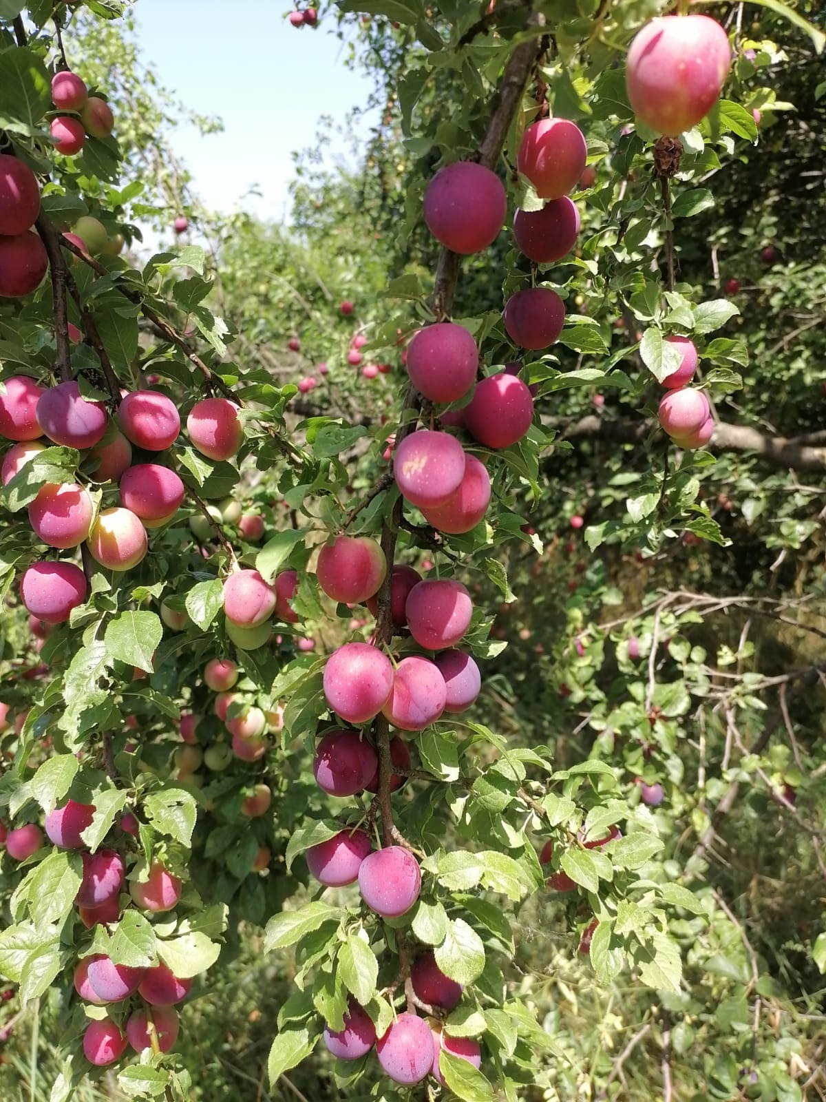 ОРГАНСКА ФАРМА ДМИТРИJA И ЛИДИJE ДОО